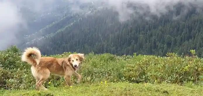 Tirthan Valley Trek - A Hidden Treasure