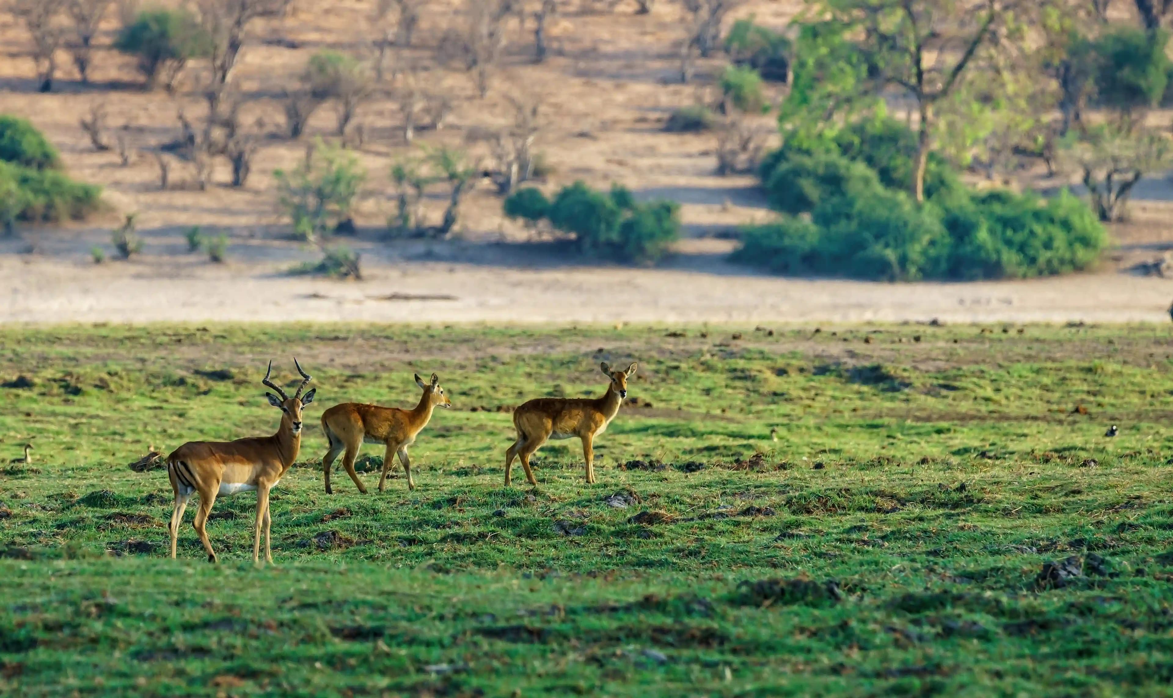 Dachigam National Park