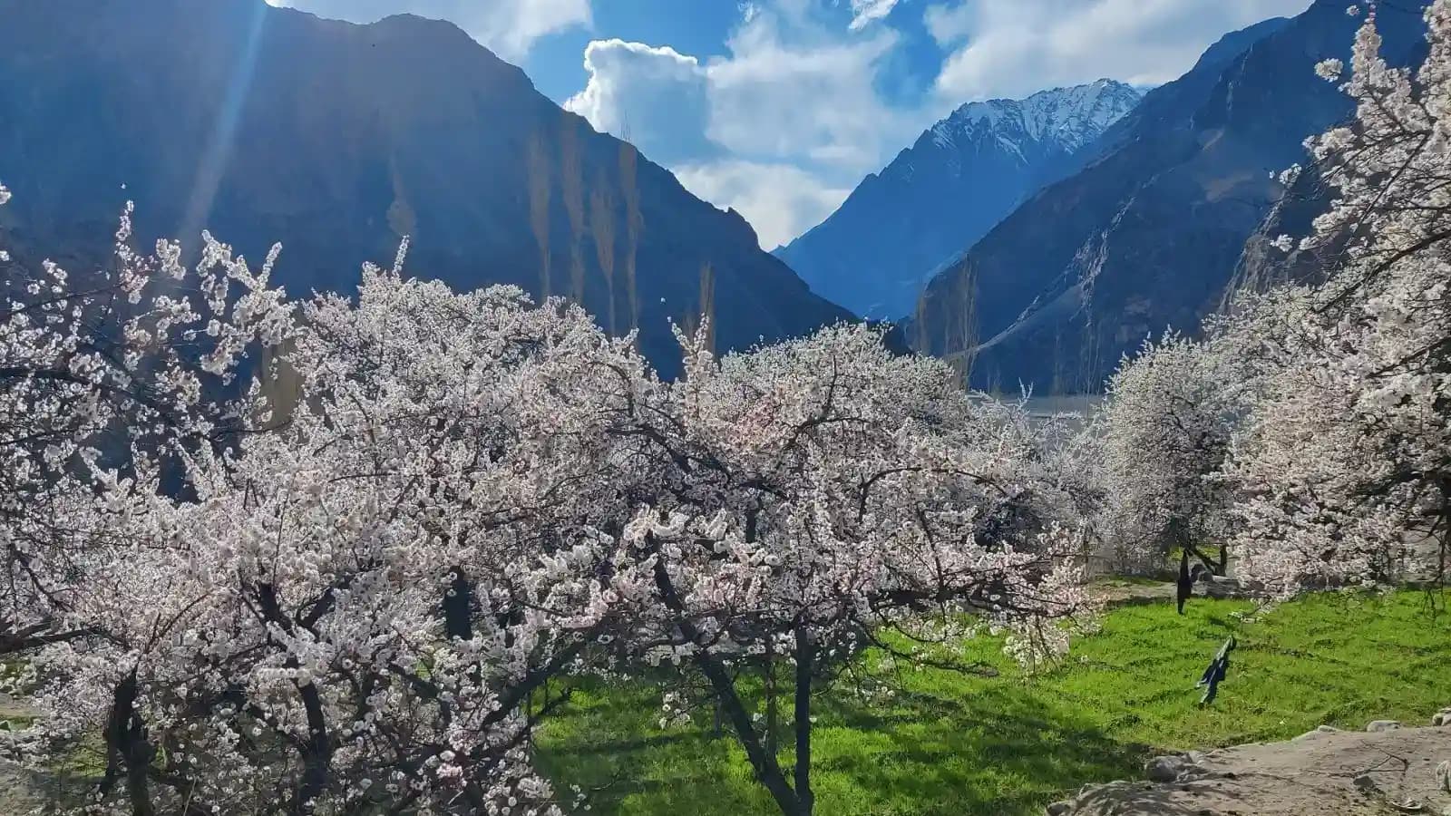 Ladakh Apricot Blossom Festival
