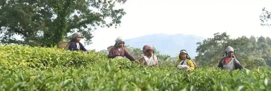 The Hidden Gem - Cleanest Village in Asia - Mawlynnong