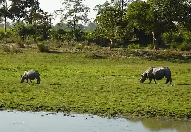 Best Time to Visit Kaziranga
