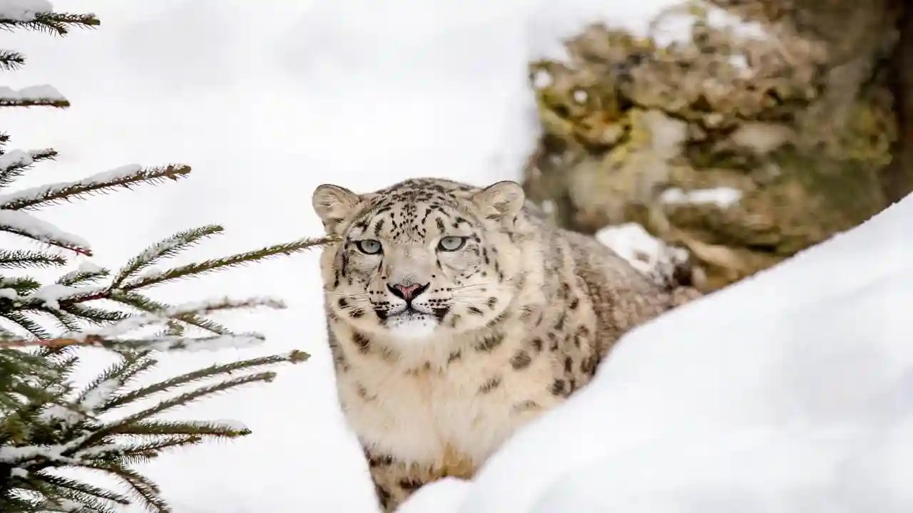 Snow Leopard in Spiti Valley