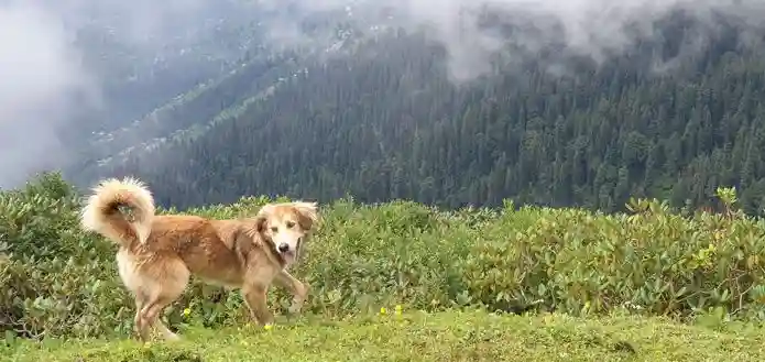 Tirthan Valley Trek - A Hidden Treasure