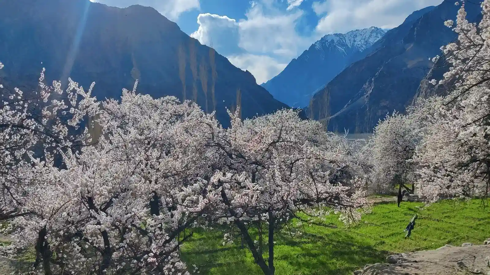 Ladakh Apricot Blossom Festival