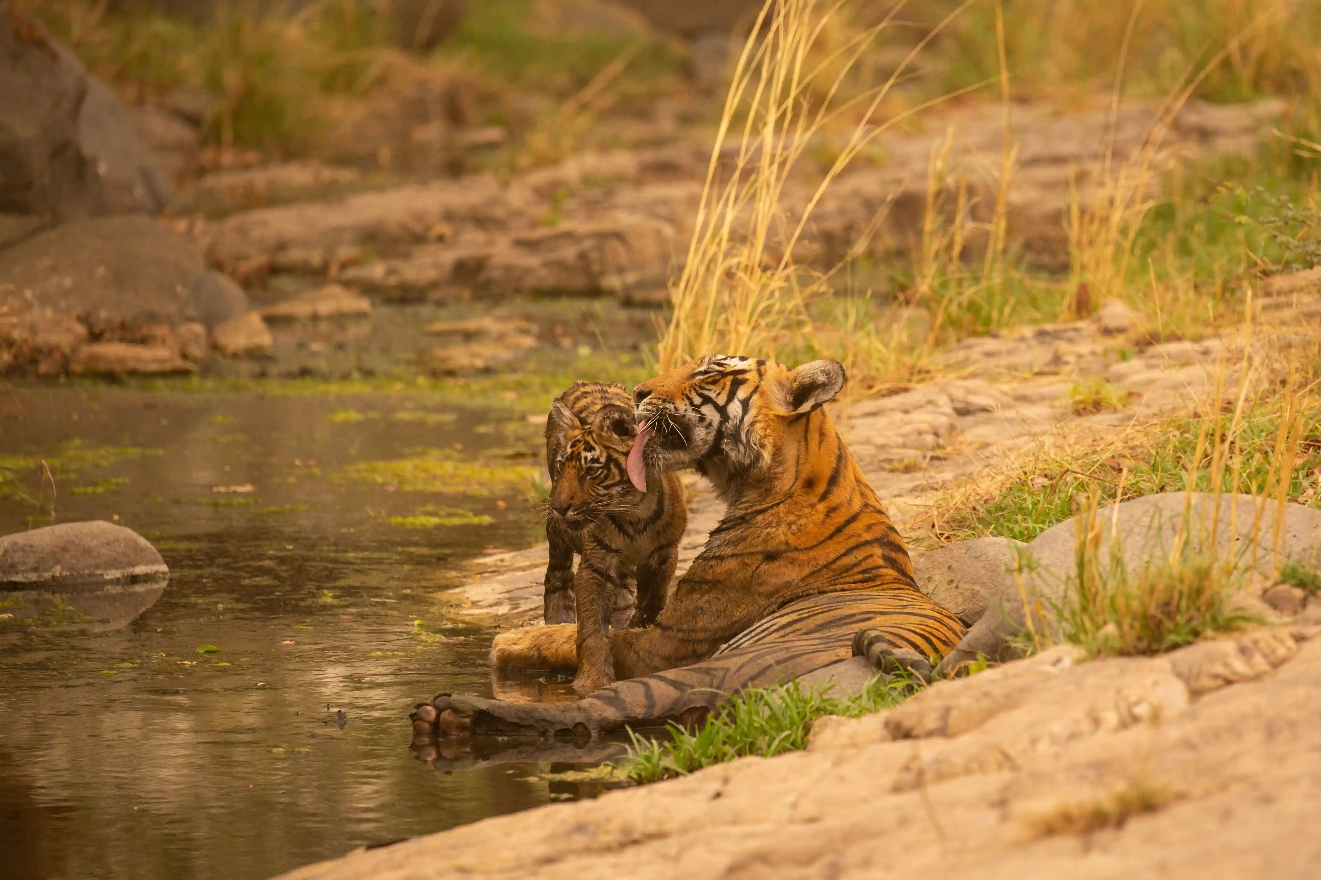 Best Time to Visit Kanha National Park