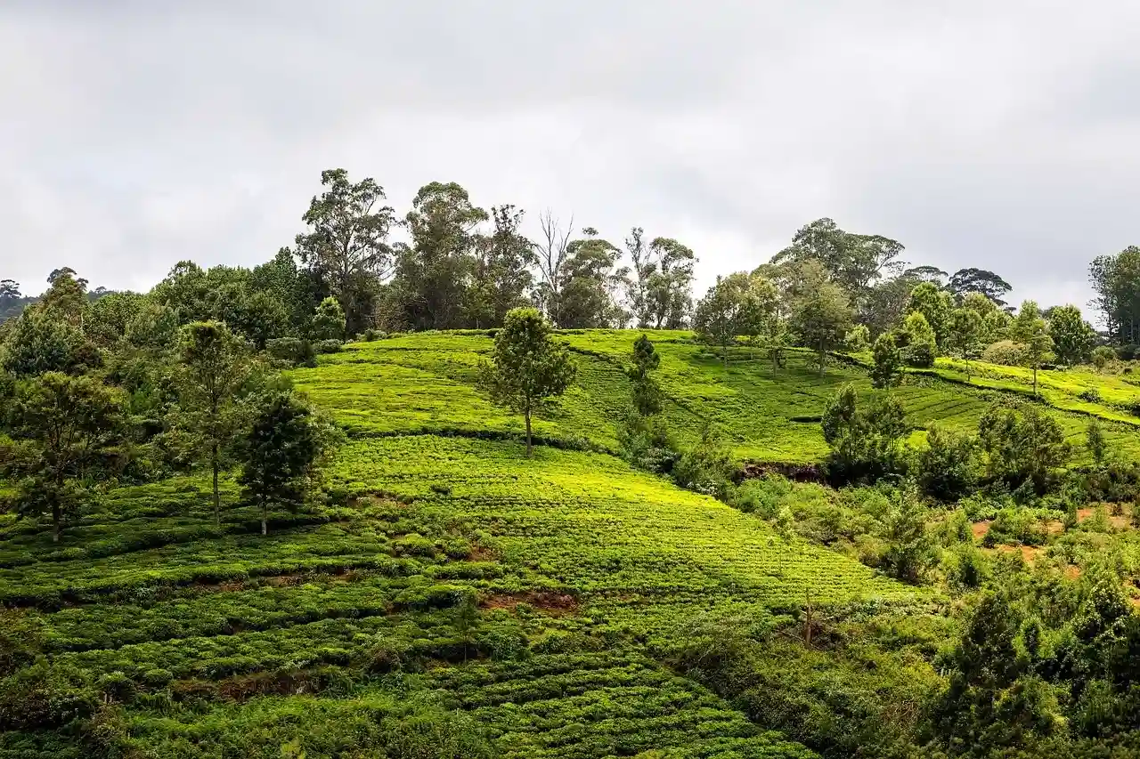 Places to Visit in Coonoor